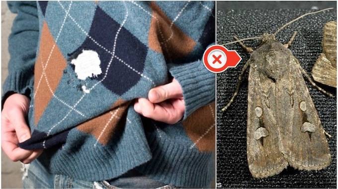 The 7 Best Remedies To PREVENT Moths From Eating Your Clothes. 