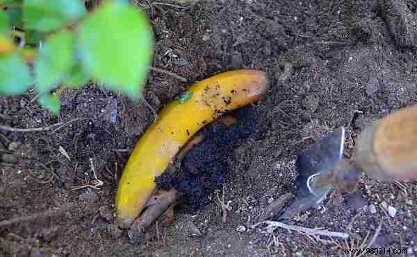 13 Uses for a Banana Peel You Never Thought of. 