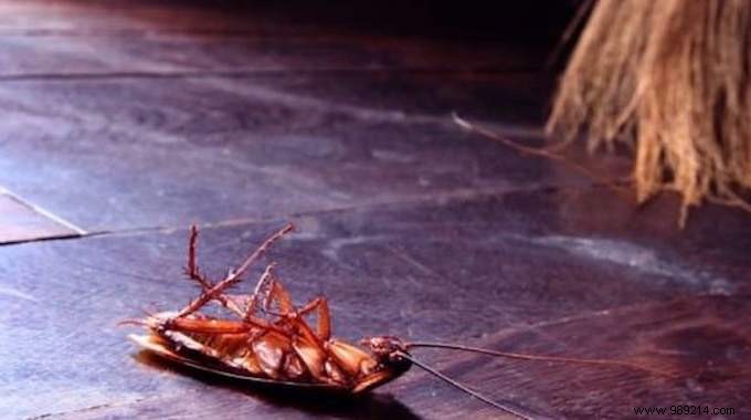 Cockroaches:9 Tips To Get Rid Of Them Forever. 