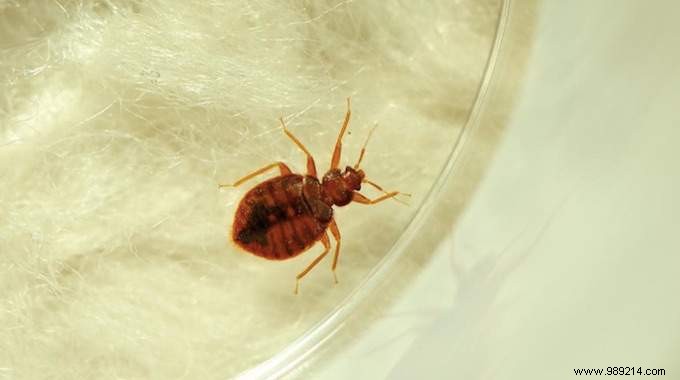 How to Get Rid of Bed Bugs at Home FAST. 