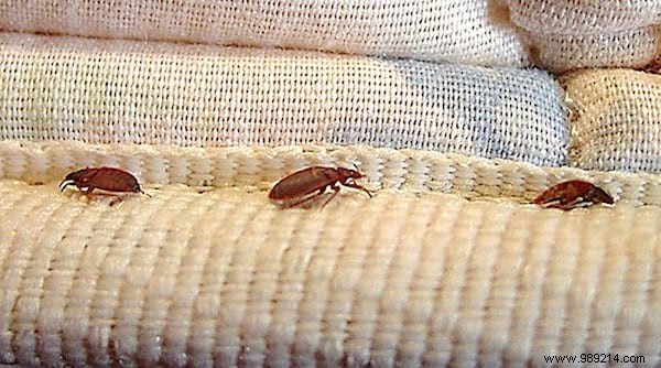 How to Get Rid of Bed Bugs at Home FAST. 