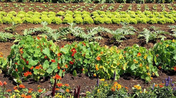 Why You Should ALWAYS Plant Flowers In Your Vegetable Garden. 