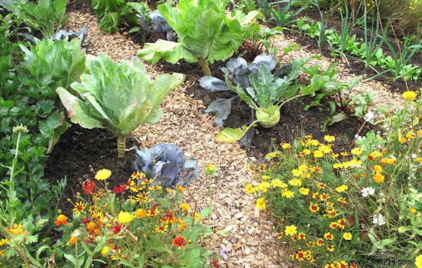 Why You Should ALWAYS Plant Flowers In Your Vegetable Garden. 
