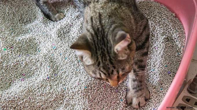 Tired of Litter Box Smells? Use This Trick To Get Rid Of It Once And For All. 