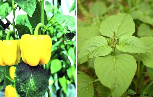 26 Plants You Should ALWAYS Grow SIDE BY SIDE. 