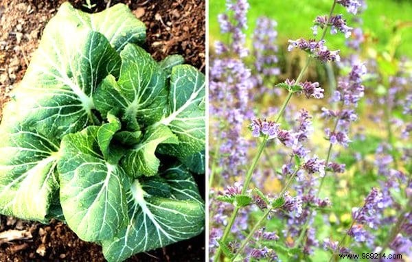 26 Plants You Should ALWAYS Grow SIDE BY SIDE. 