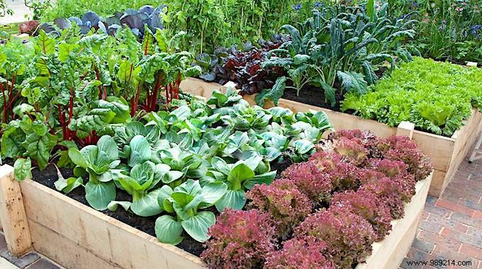 When to Plant Your Vegetables in the Vegetable Garden? The calendar to make no more mistakes. 