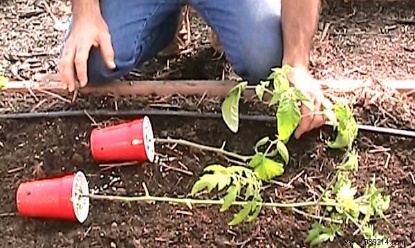 10 Gardening Secrets To Grow Beautiful And Big Tomatoes Easily. 
