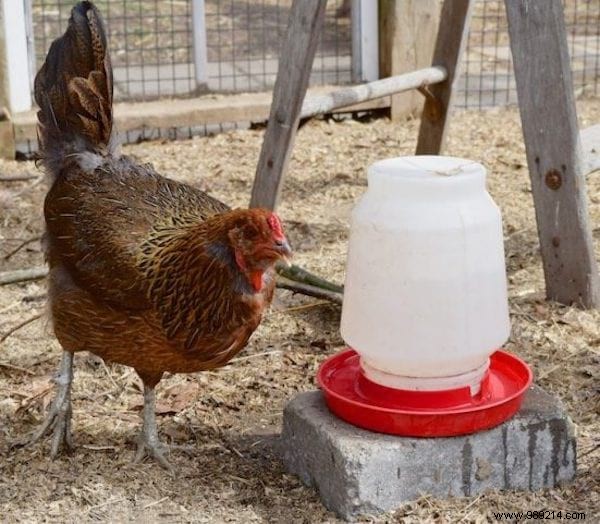 My First Chicken Coop:The Easy Guide For Beginners. 