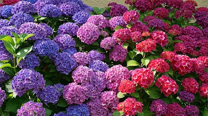 The Magic Trick to CHOOSE the Color of Your Hydrangeas. 