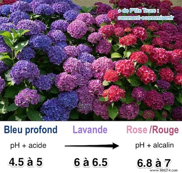 The Magic Trick to CHOOSE the Color of Your Hydrangeas. 