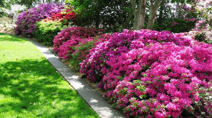 The Magic Trick For Azaleas To Produce A LOT More Flowers. 