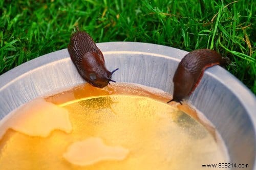 17 Natural Tricks To Get Rid Of Slugs Fast. 