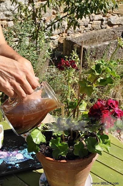 Don t Throw Away Coffee Grounds! 10 Amazing Ways To Use It In Your Garden. 