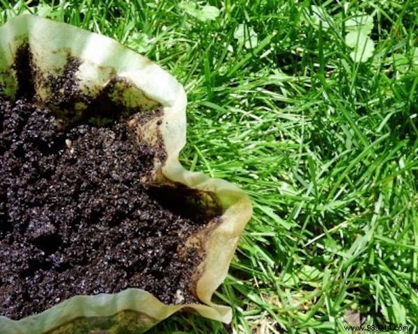 Don t Throw Away Coffee Grounds! 10 Amazing Ways To Use It In Your Garden. 