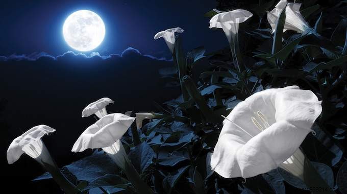 Create Your Magical Garden With These 11 Plants That Only Bloom At Night. 