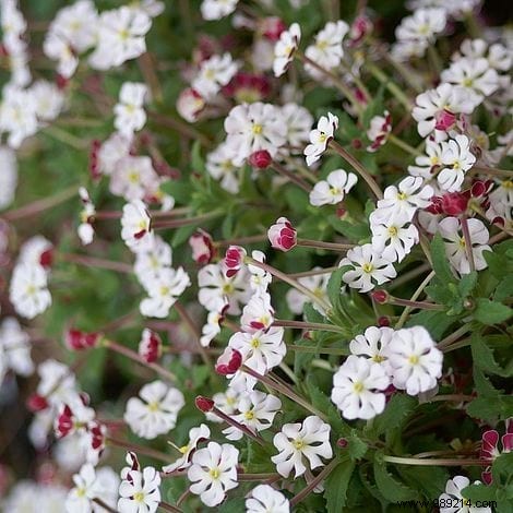 Create Your Magical Garden With These 11 Plants That Only Bloom At Night. 