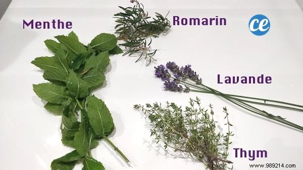 How to Make Your Herbal Disinfectant (Easy and Effective). 