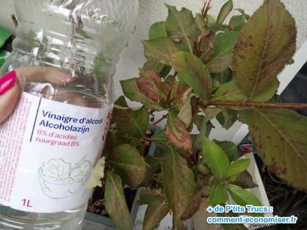 If You Use White Vinegar In The Garden, These 13 Miracles Will Happen. 