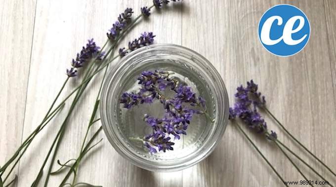 How To Make White Vinegar With Lavender That SCENT GOOD Provence! 