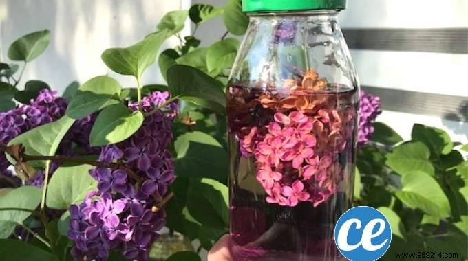 How To Flavor White Vinegar For Quil SMELLS GOOD LILAC. 