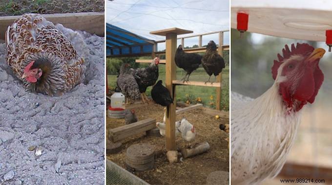 10 Tips For Your Chicken Coop That Your Hens Will Love! 