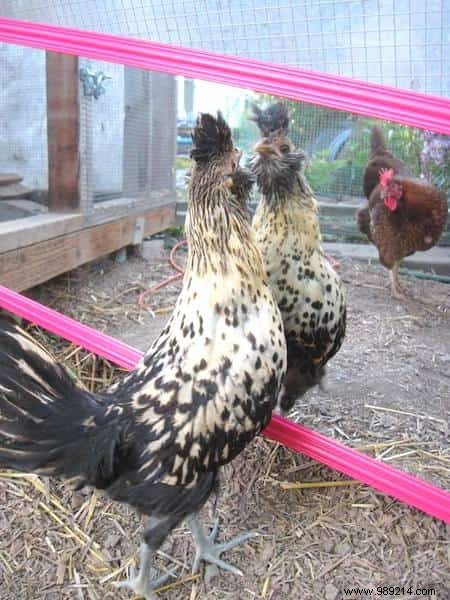 10 Tips For Your Chicken Coop That Your Hens Will Love! 