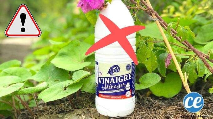 The Mistake Everyone Makes With White Vinegar. 