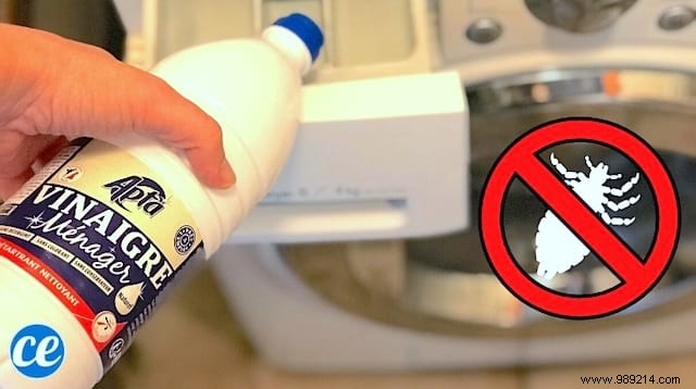 Trick To Eliminate Lice On Laundry With White Vinegar. 