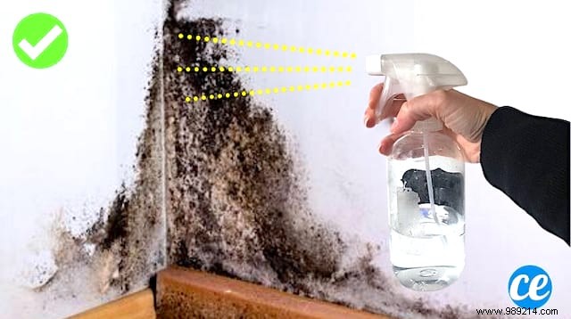 How to Remove Mold from a Wall with White Vinegar. 