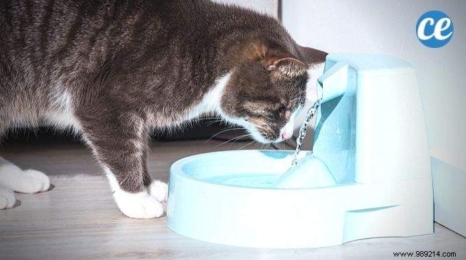 The Tip To Clean The Cat Water Fountain Easily. 
