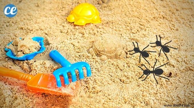 Ants in the Sandbox:The Trick to Say Goodbye to Insects! 