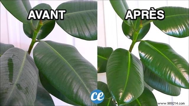 The Magic Trick To Clean And Shine The Leaves Of Green Plants. 