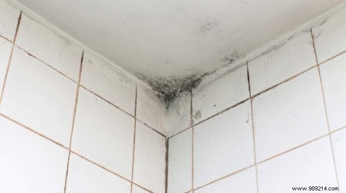 Bathroom Mold:7 Cleaning Tips (To Remove Them Easily). 