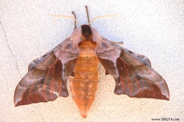 20 Foods That Attract Food Moths In Your Cupboards. 