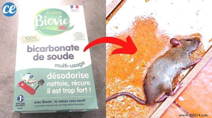 The Trick To Get Rid Of Rats With Bicarbonate (Natural And Radical). 