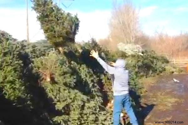 10 Tips To Recycle Your Christmas Tree (And Give It A Second Life). 