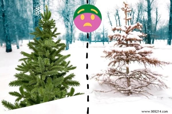 10 Tips To Recycle Your Christmas Tree (And Give It A Second Life). 