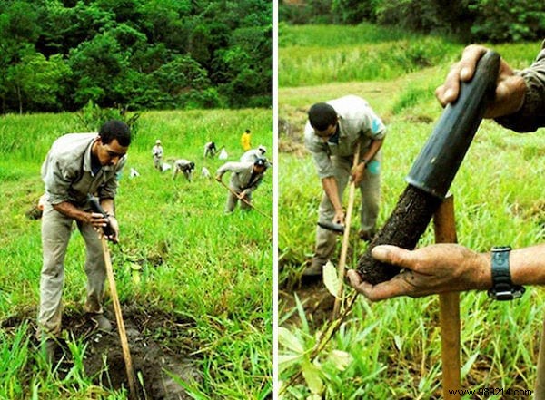 This Couple Planted 2 Million Trees In 20 Years To Reforest A Forest (And Even The Animals Came Back). 
