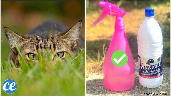 The Natural And Highly Effective Repellent ALL CATS HATE! 