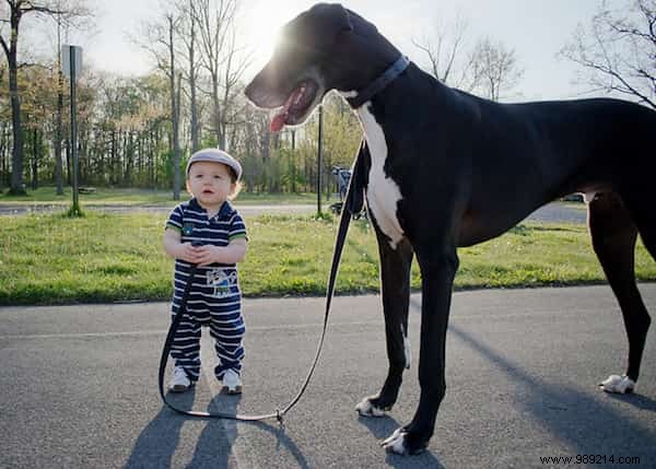 20 Amazing Photos of Little Kids With Their HUGE Dogs. 