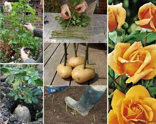 23 Ingenious Tricks To Simplify Your Gardening. 