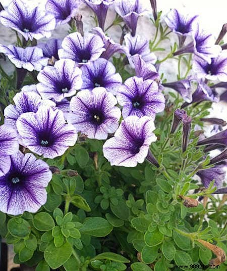 8 Plants That Kill Insects and Mosquitoes Naturally. 