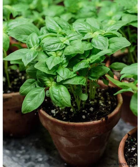 8 Plants That Kill Insects and Mosquitoes Naturally. 