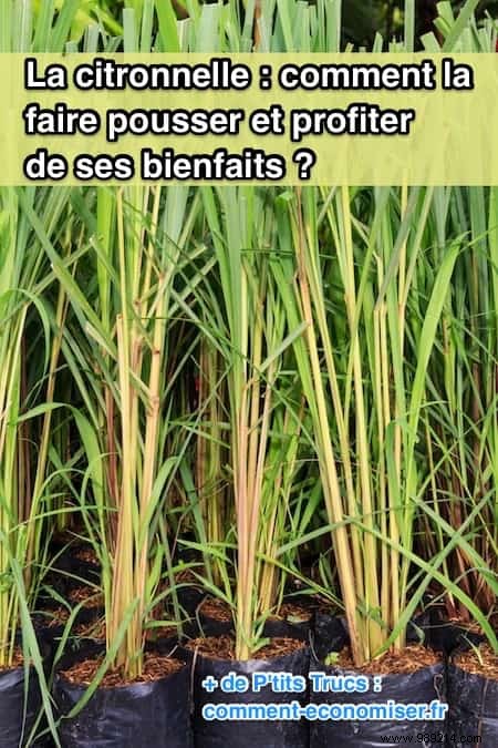 Lemongrass:How to Grow it and Enjoy Its Benefits. 