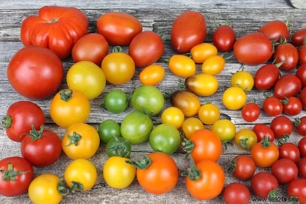 10 Market Gardening Tips To Grow Beautiful TOMATOES. 