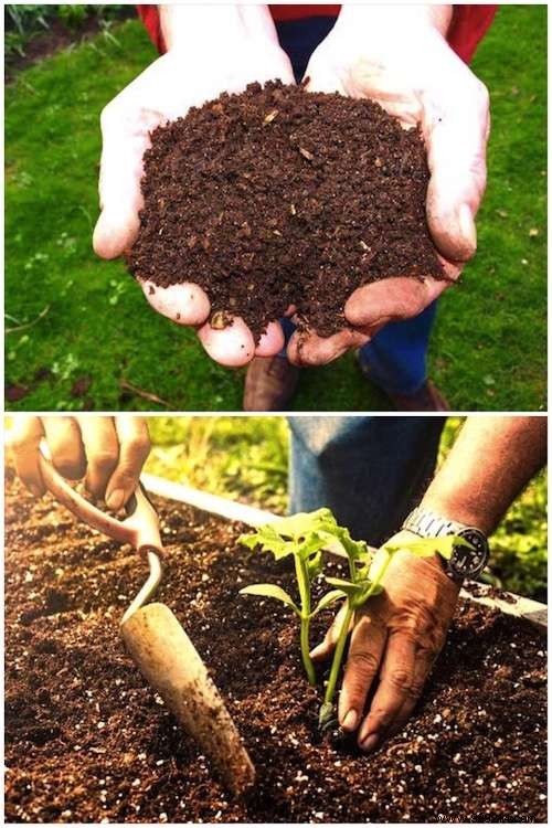 The 7 Mistakes to Avoid to Succeed Your Vegetable Bed from the First Time! 
