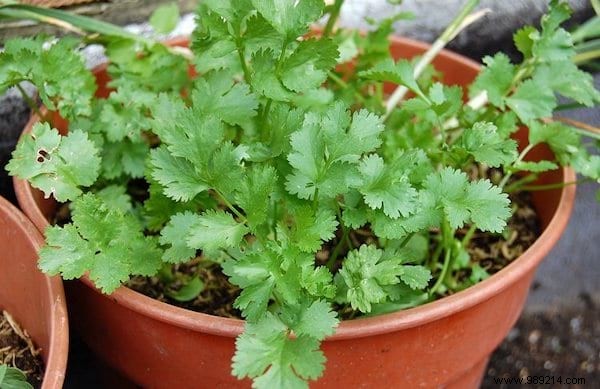 10 Aromatic Herbs You Can Grow Together Easily. 