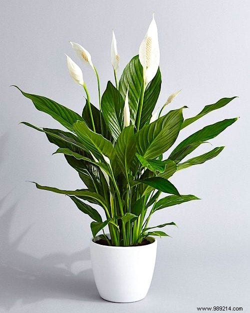 How Often Should You Water Indoor Plants? The Simple And Practical Guide. 