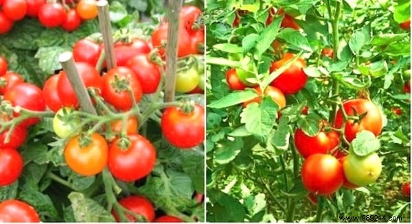 10 Simple Steps To Grow 15-30 Pounds Per Foot Of Tomatoes. 